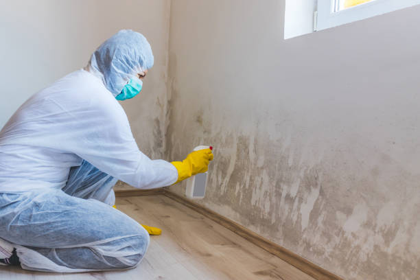Best Mold Removal Process  in Ossian, IN