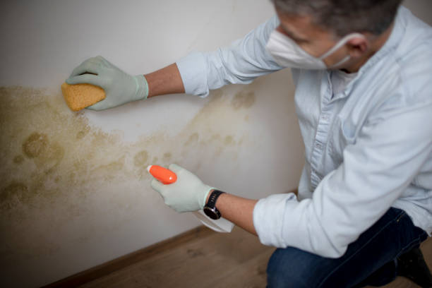 Best Mold Remediation Services  in Ossian, IN