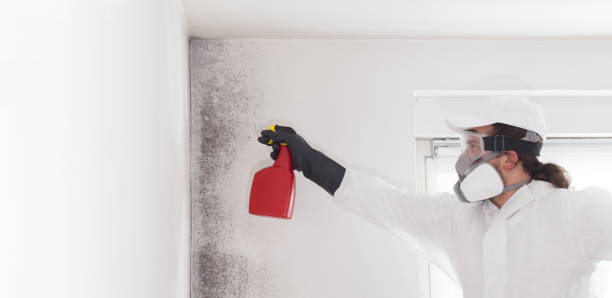 Best Home Mold Removal  in Ossian, IN