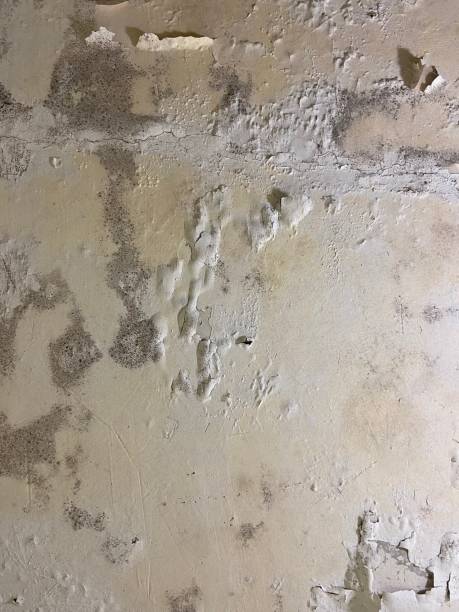 Reliable Ossian, IN Mold Removal Solutions