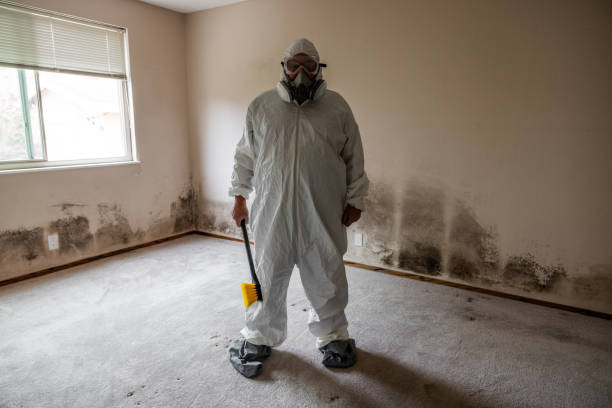 Best Mold Damage Repair  in Ossian, IN