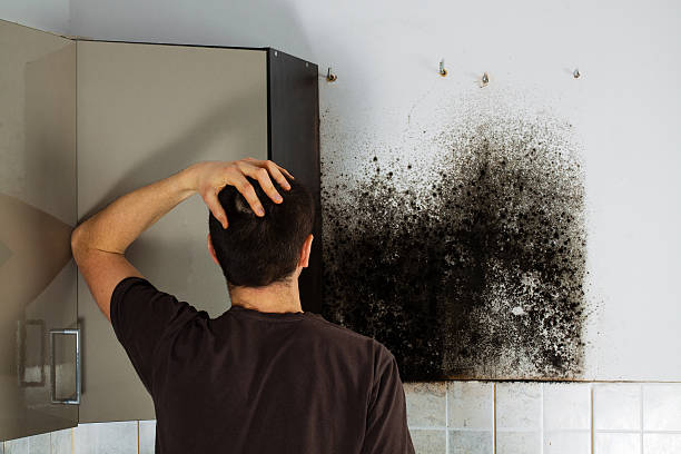 Best Residential Mold Removal  in Ossian, IN