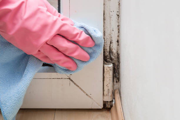 Best Mold Damage Repair  in Ossian, IN