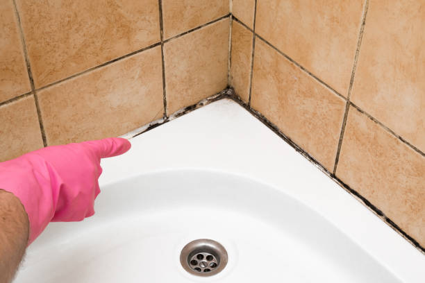 Best Certified Mold Removal  in Ossian, IN